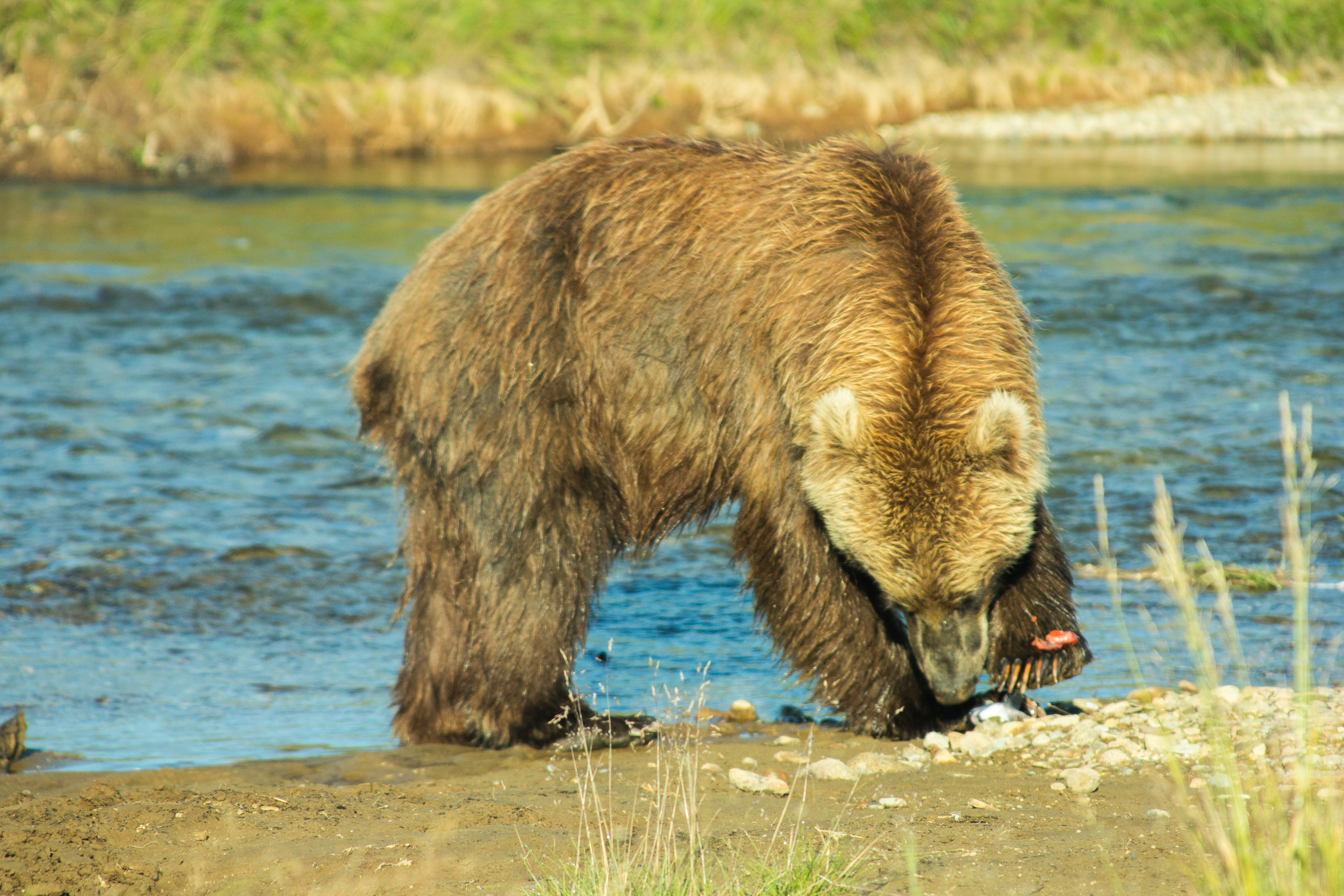 Brown bear on the river bank