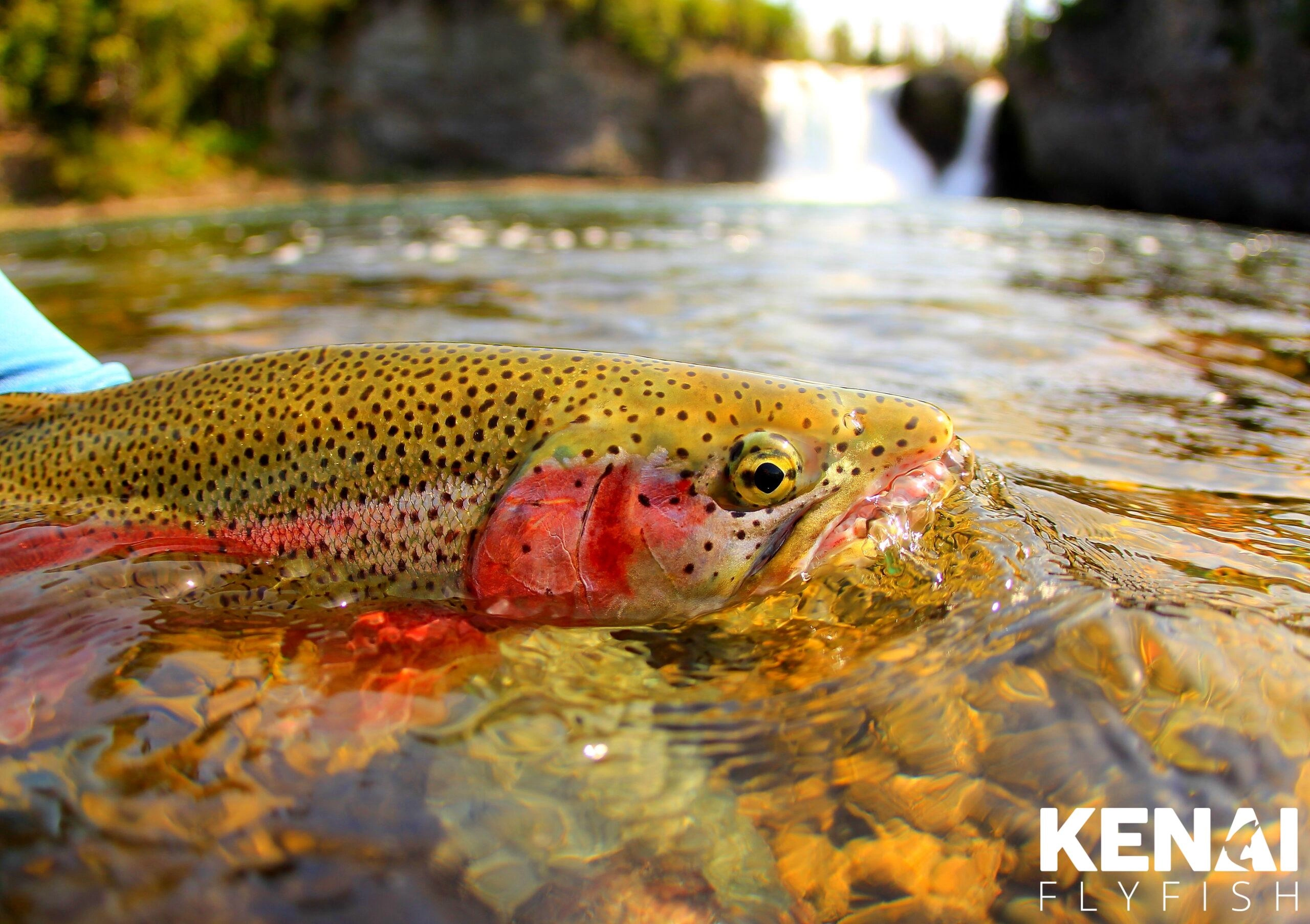 Kenai fishing guide trip photo 15