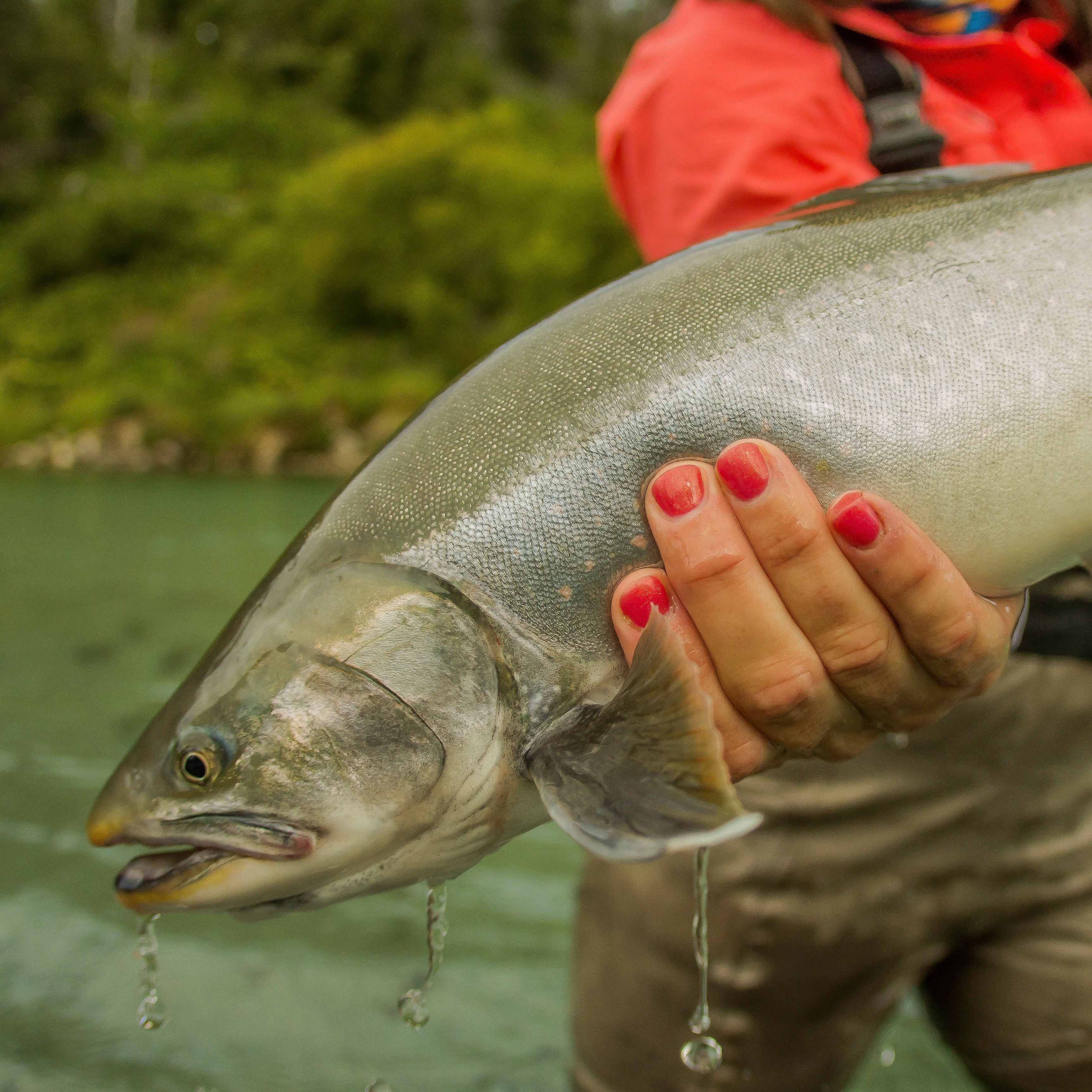 Kenai River guide