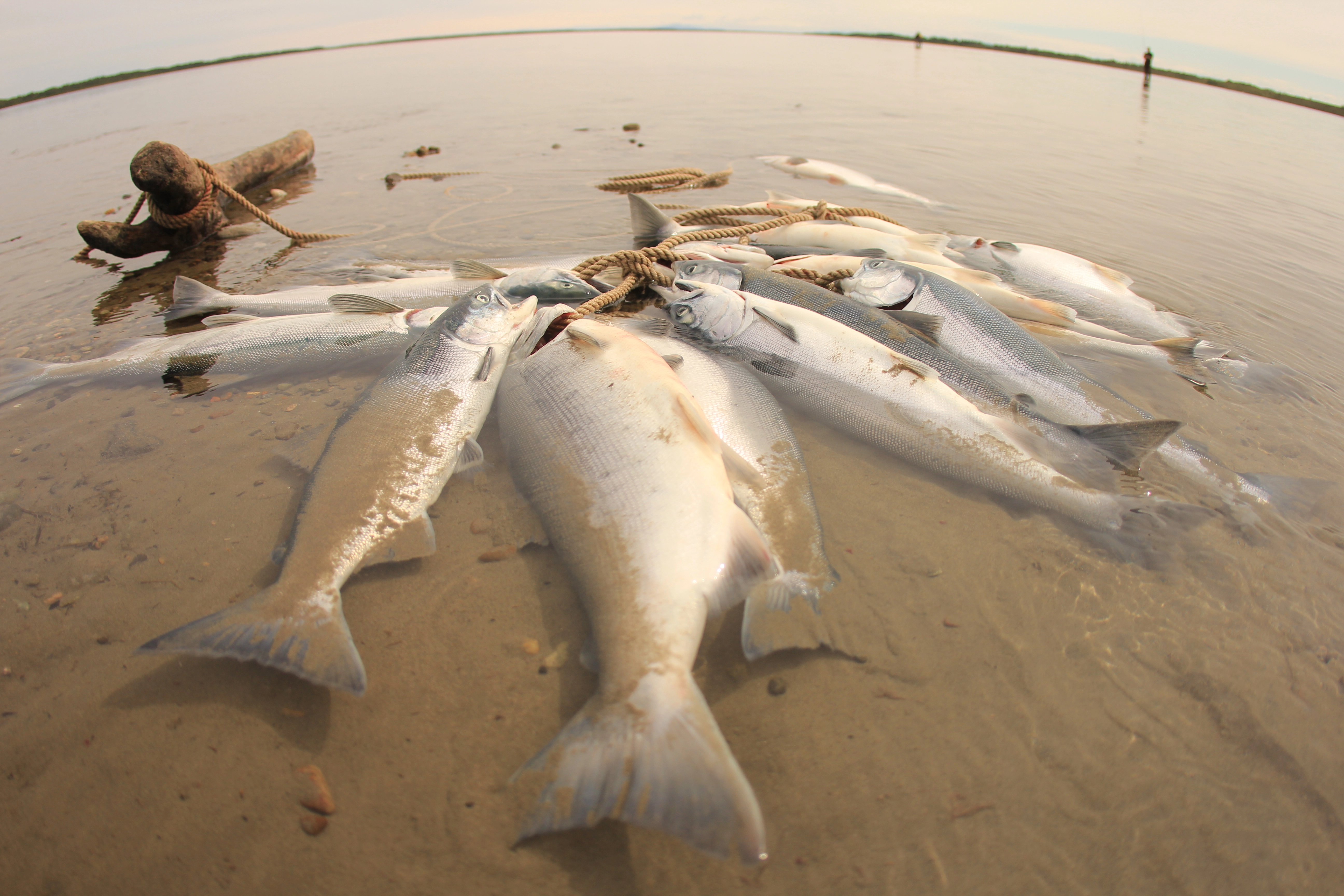Kenai fishing guide trip photo 19