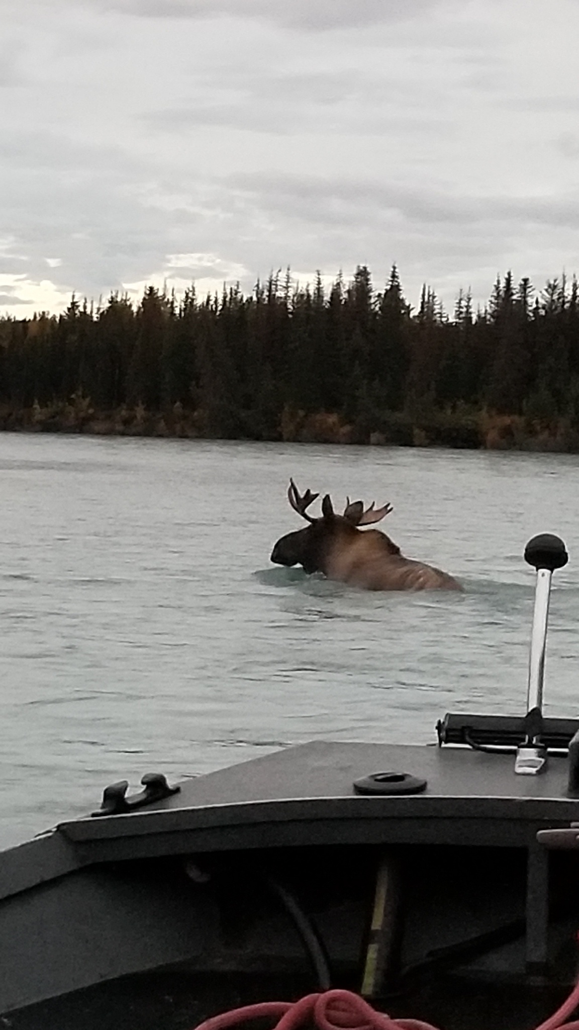 Moose crossing the Kenai River