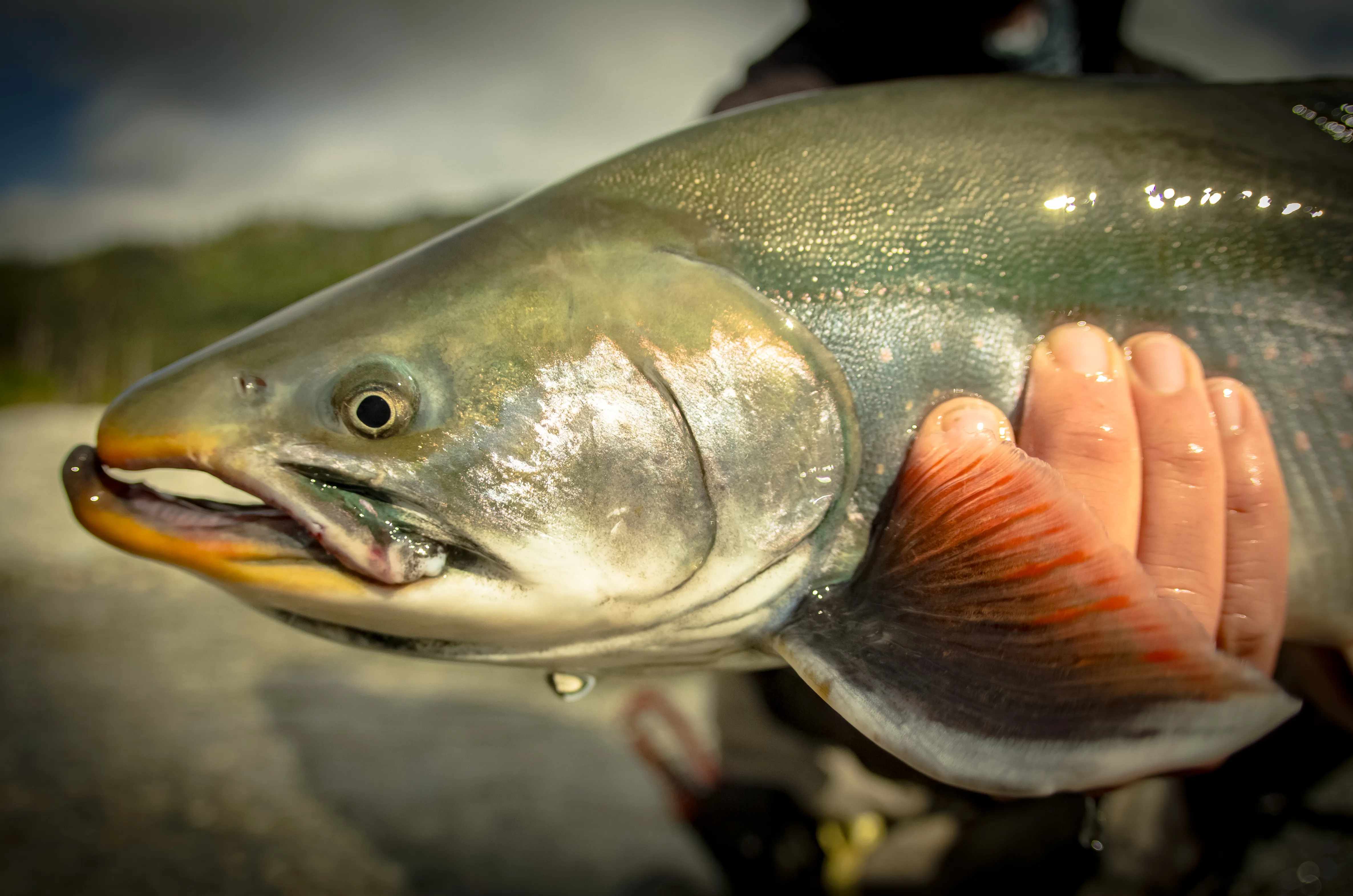Kenai fishing guide trip photo 27