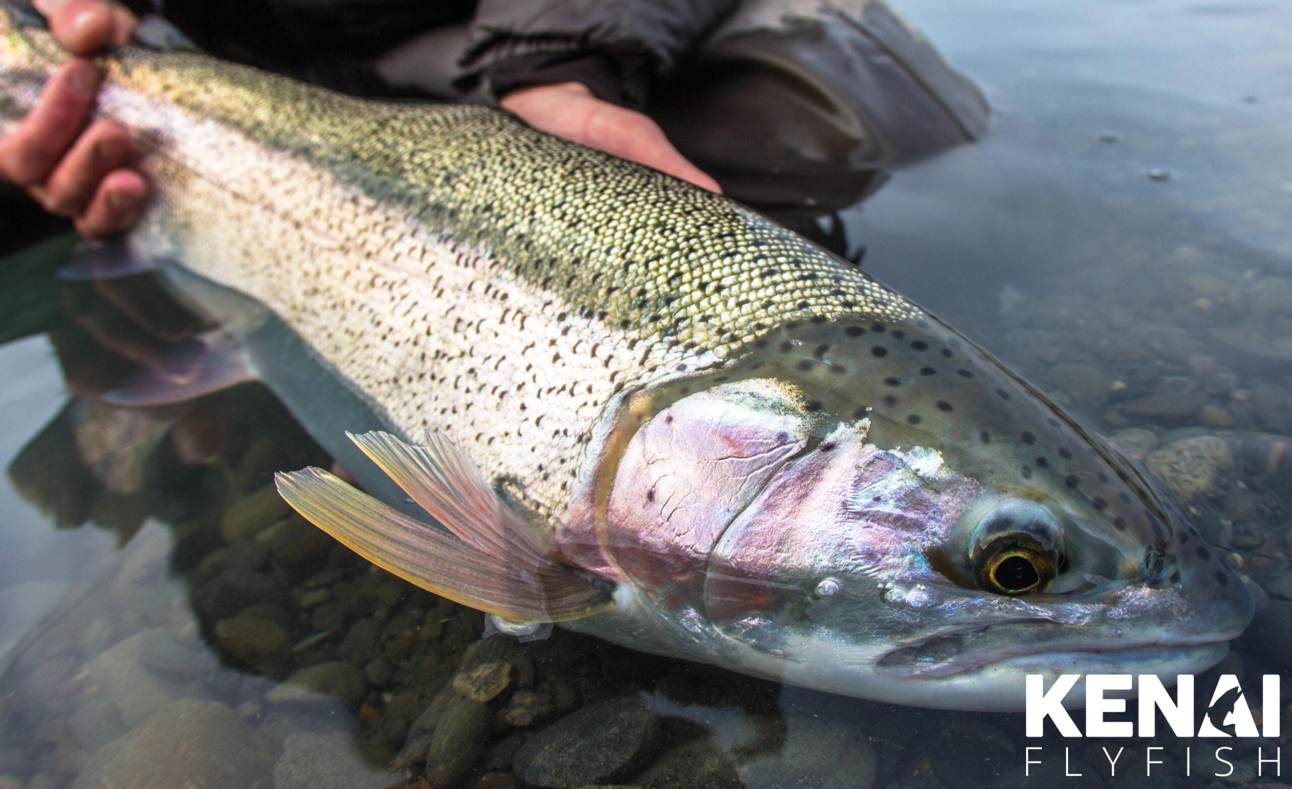 Kenai fishing guide trip photo 3