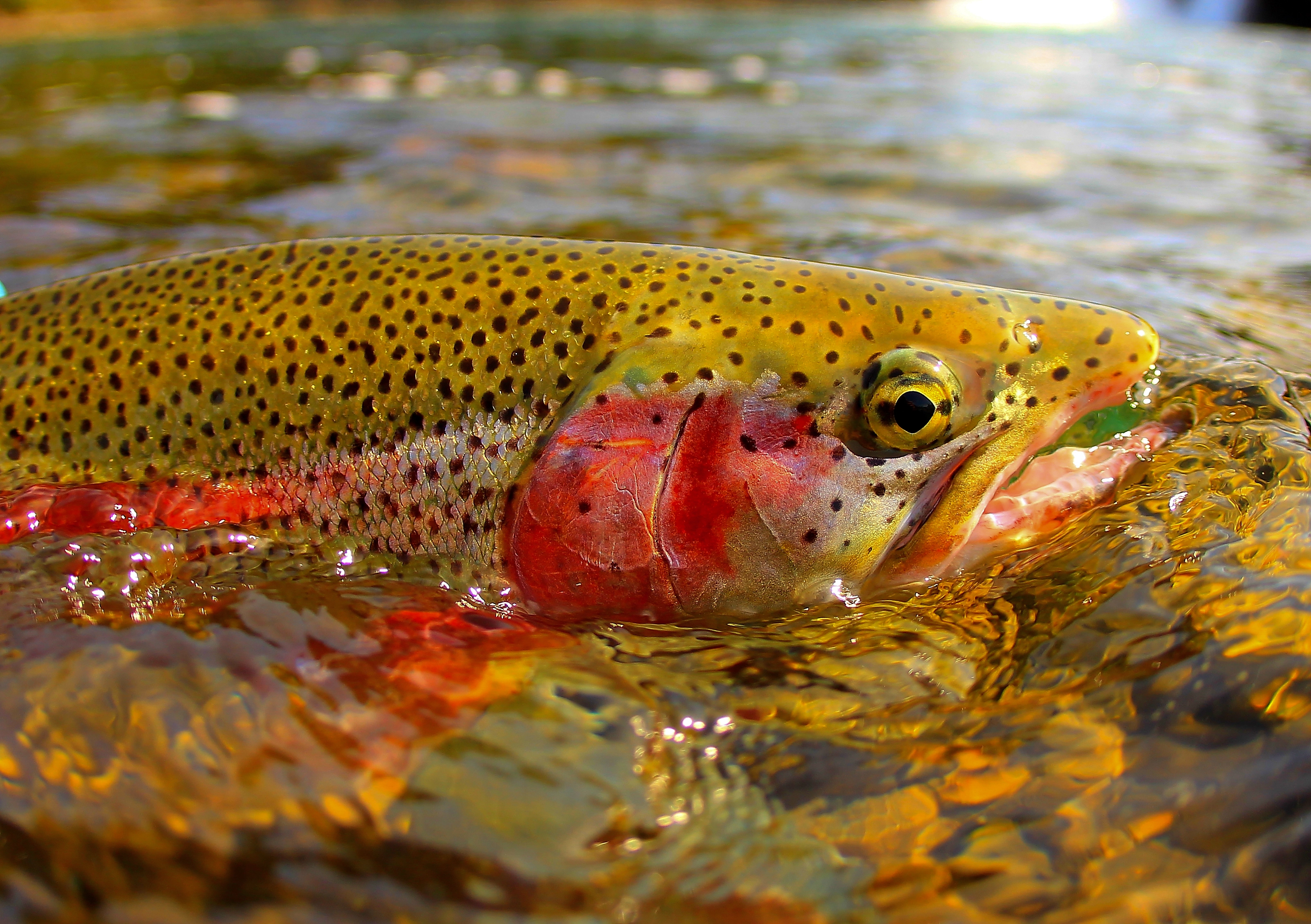 Full-Day Fishing Trips